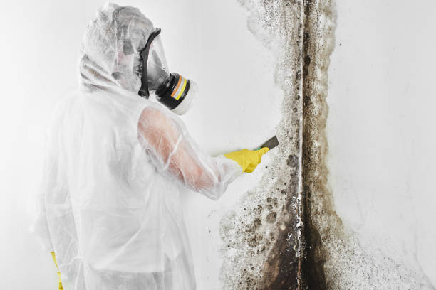 Best Black Mold Removal  in Churchville, PA