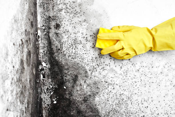 Best Mold Damage Repair  in Churchville, PA