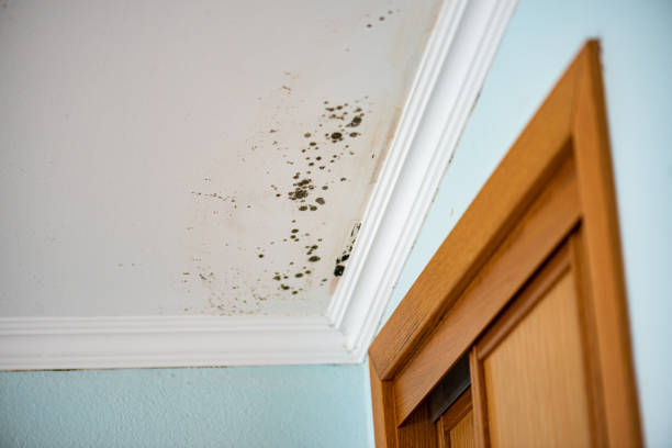 Best Black Mold Removal  in Churchville, PA