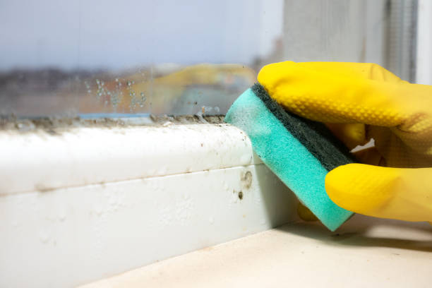 Best Fast Mold Removal  in Churchville, PA
