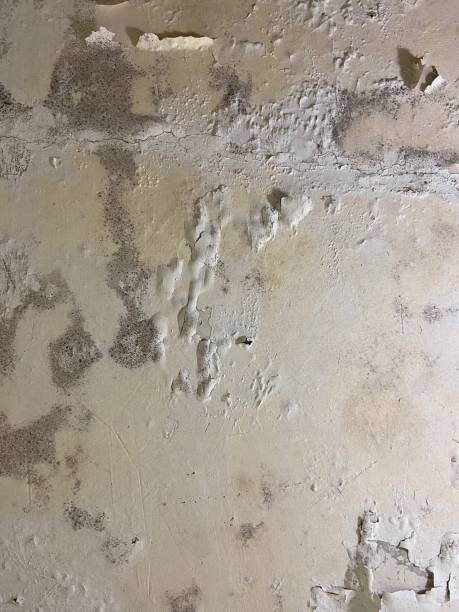 Best Mold Testing  in Churchville, PA