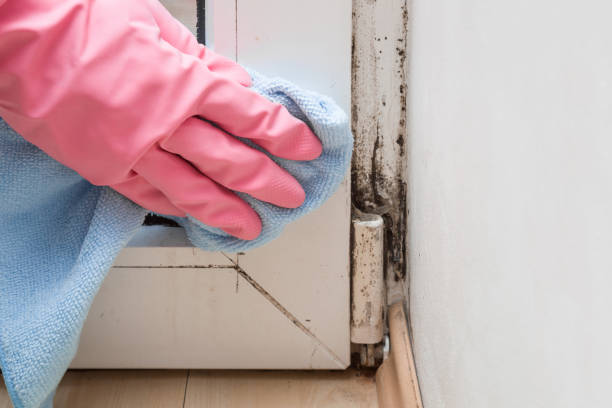 Certified Mold Removal in Churchville, PA